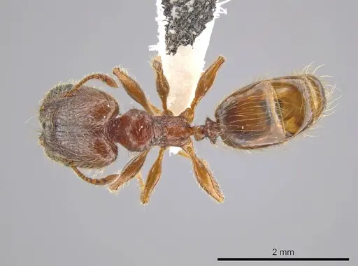 Pheidole cahui specimen CASENT0611056 image casent0611056_1
