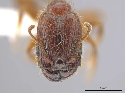 Pheidole cahui specimen CASENT0611056 image casent0611056_2