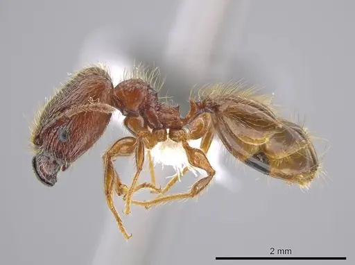 Pheidole cahui specimen CASENT0611056 image casent0611056_3