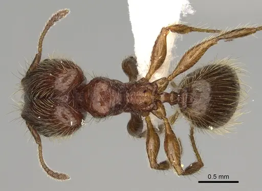 Pheidole cahui specimen CASENT0611057 image casent0611057_1