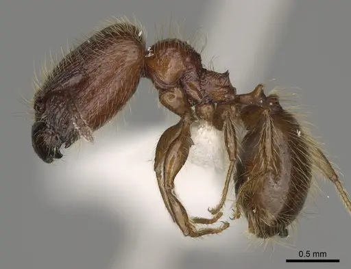 Pheidole cahui specimen CASENT0611057 image casent0611057_3