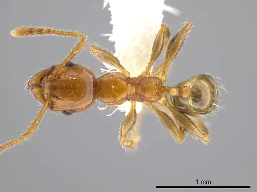Pheidole cahui specimen CASENT0611059 image casent0611059_1