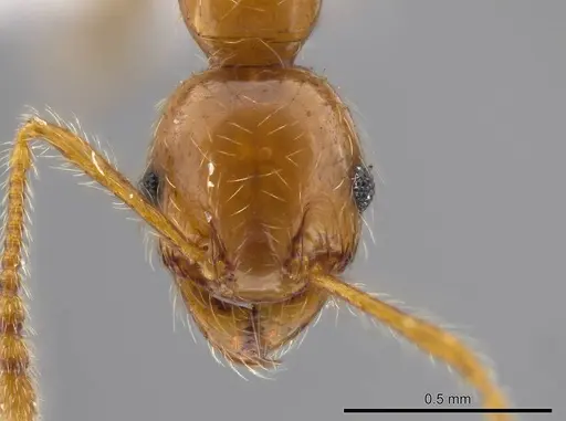 Pheidole cahui specimen CASENT0611059 image casent0611059_2