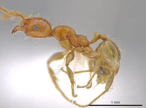 Pheidole cahui specimen CASENT0611059 image casent0611059_3