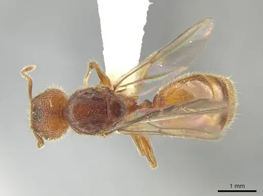 Pheidole cahui specimen CASENT0613042 image casent0613042_1