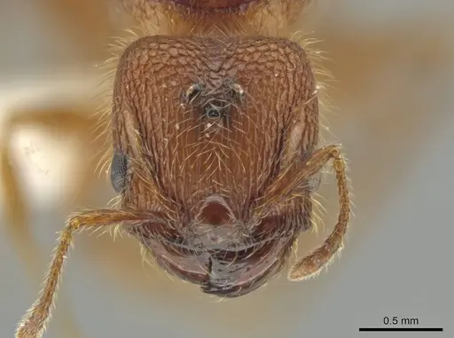 Pheidole cahui specimen CASENT0613042 image casent0613042_2