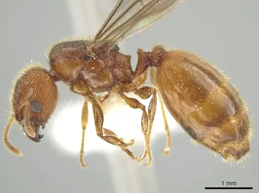 Pheidole cahui specimen CASENT0613042 image casent0613042_3