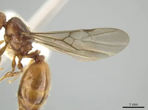 Pheidole cahui specimen CASENT0613042 image casent0613042_4