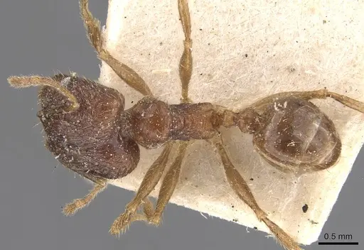 Pheidole cairnsiana specimen CASENT0907903 image casent0907903_1
