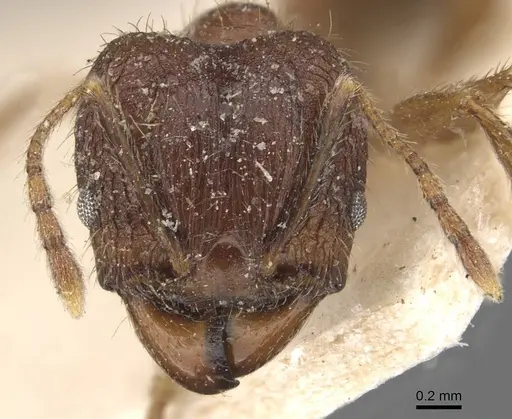 Pheidole cairnsiana specimen CASENT0907903 image casent0907903_2