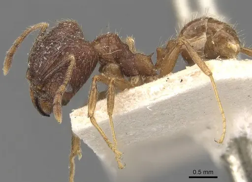 Pheidole cairnsiana specimen CASENT0907903 image casent0907903_3