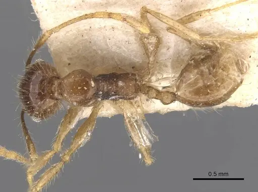 Pheidole cairnsiana specimen CASENT0907904 image casent0907904_1