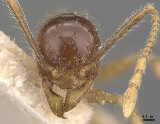 Pheidole cairnsiana specimen CASENT0907904 image casent0907904_2