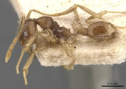 Pheidole cairnsiana specimen CASENT0907904 image casent0907904_3