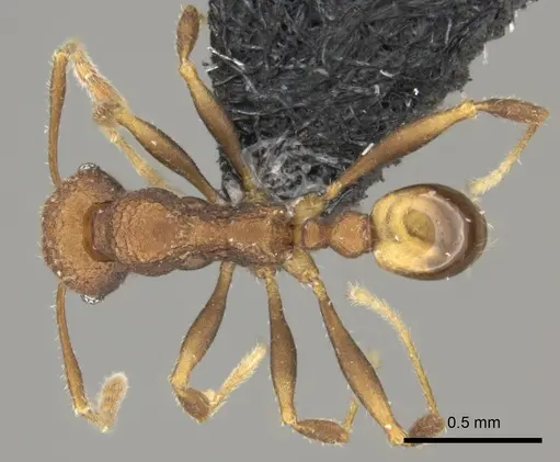 Pheidole caldwelli specimen CASENT0184247 image casent0184247_1
