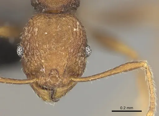 Pheidole caldwelli specimen CASENT0184247 image casent0184247_2