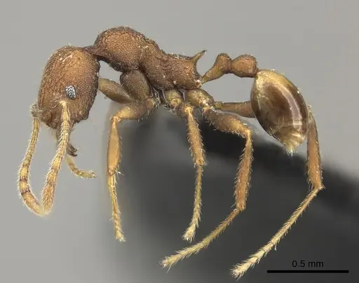 Pheidole caldwelli specimen CASENT0184247 image casent0184247_3