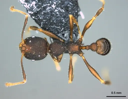Pheidole caldwelli specimen CASENT0185147 image casent0185147_1