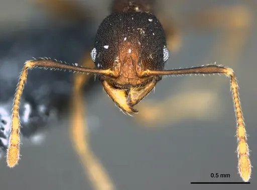 Pheidole caldwelli specimen CASENT0185147 image casent0185147_2