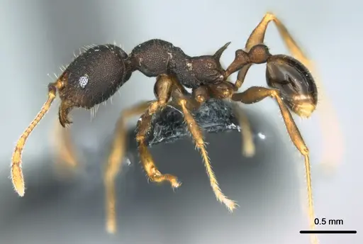 Pheidole caldwelli specimen CASENT0185147 image casent0185147_3