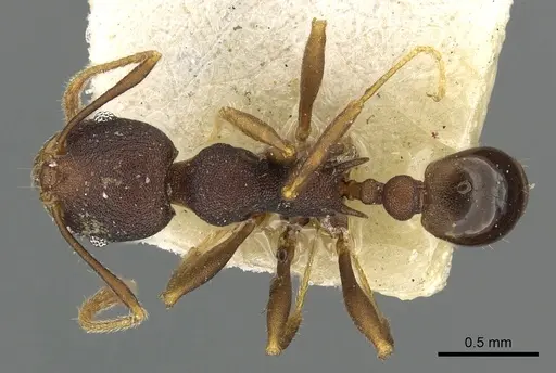Pheidole caldwelli specimen CASENT0901509 image casent0901509_1