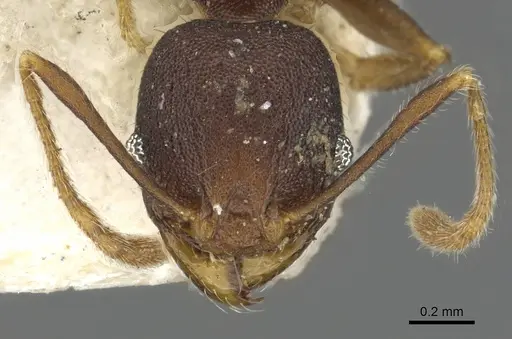 Pheidole caldwelli specimen CASENT0901509 image casent0901509_2