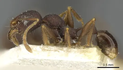Pheidole caldwelli specimen CASENT0901509 image casent0901509_3
