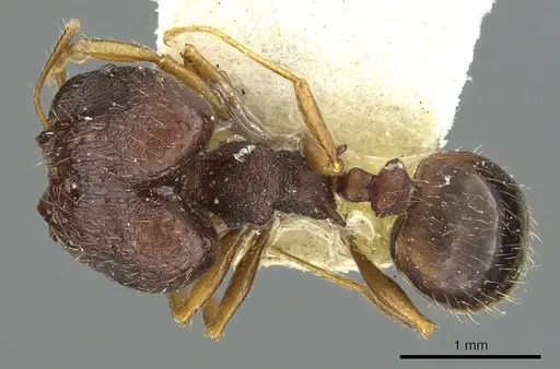Pheidole caldwelli specimen CASENT0901510 image casent0901510_1