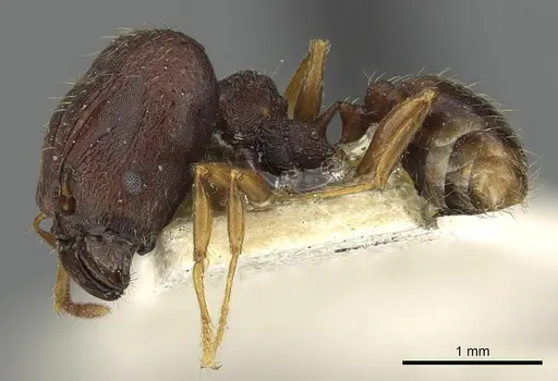 Pheidole caldwelli specimen CASENT0901510 image casent0901510_3