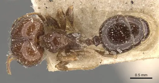 Pheidole calens specimen CASENT0908240 image casent0908240_1