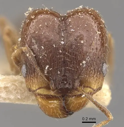 Pheidole calens specimen CASENT0908240 image casent0908240_2