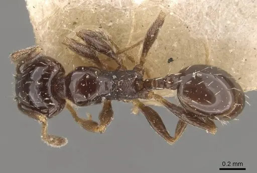 Pheidole calens specimen CASENT0908241 image casent0908241_1