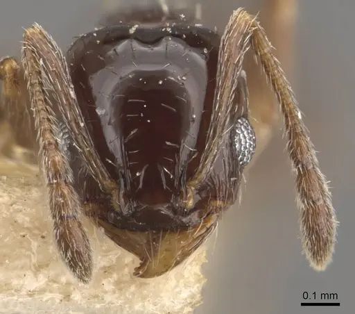 Pheidole calens specimen CASENT0908241 image casent0908241_2