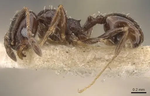 Pheidole calens specimen CASENT0908241 image casent0908241_3