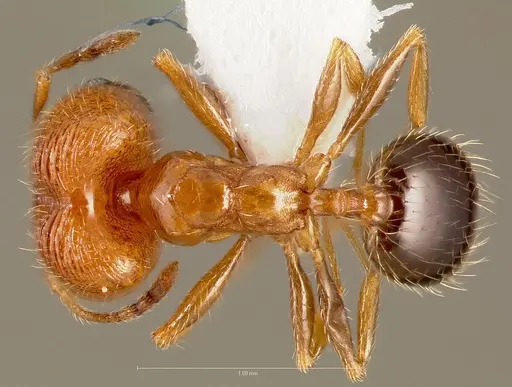 Pheidole californica specimen CASENT0005751 image casent0005751_1