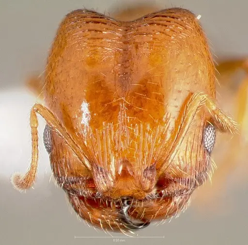 Pheidole californica specimen CASENT0005751 image casent0005751_2
