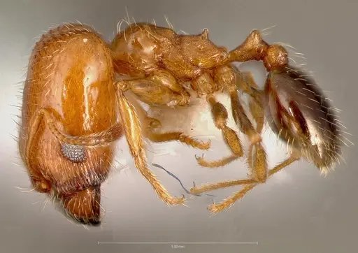Pheidole californica specimen CASENT0005751 image casent0005751_3