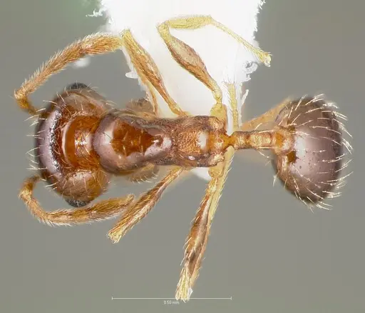 Pheidole californica specimen CASENT0005752 image casent0005752_1