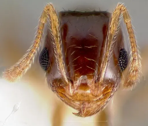 Pheidole californica specimen CASENT0005752 image casent0005752_2