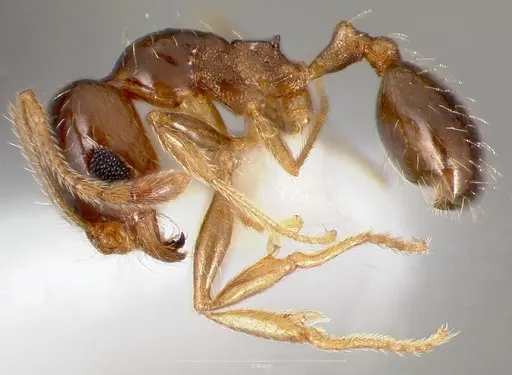 Pheidole californica specimen CASENT0005752 image casent0005752_3