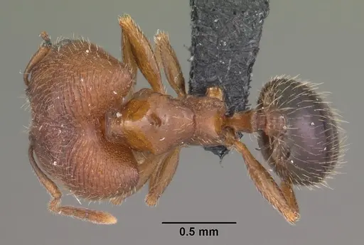 Pheidole californica specimen CASENT0006750 image casent0006750_1