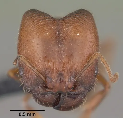 Pheidole californica specimen CASENT0006750 image casent0006750_2