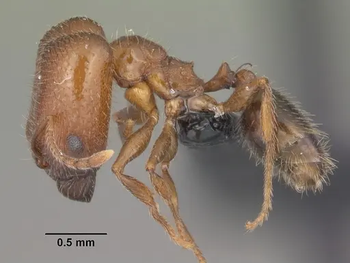 Pheidole californica specimen CASENT0006750 image casent0006750_3