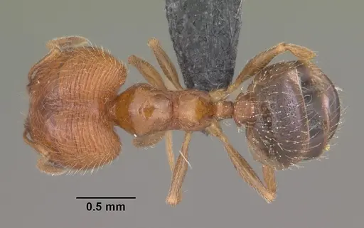 Pheidole californica specimen CASENT0006758 image casent0006758_1