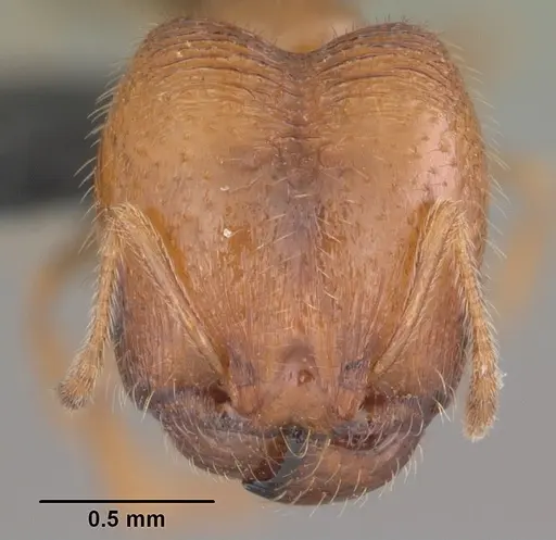 Pheidole californica specimen CASENT0006758 image casent0006758_2