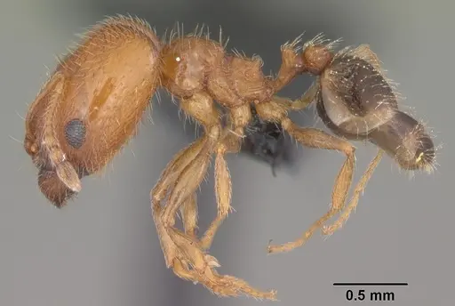Pheidole californica specimen CASENT0006758 image casent0006758_3