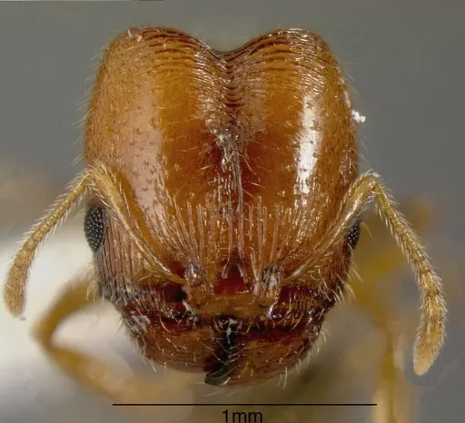 Pheidole californica specimen CASENT0635446 image casent0635446_1