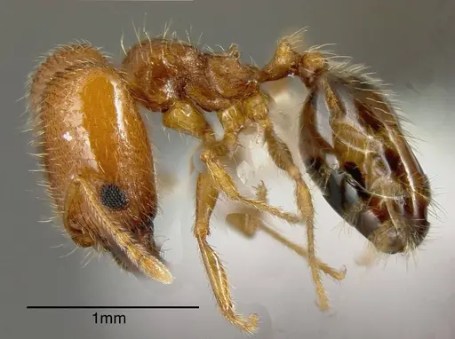 Pheidole californica specimen CASENT0635446 image casent0635446_2
