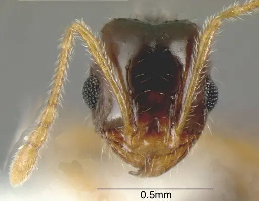 Pheidole californica specimen CASENT0635447 image casent0635447_1