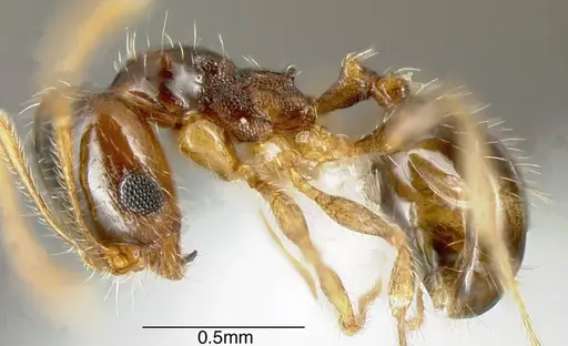 Pheidole californica specimen CASENT0635447 image casent0635447_2